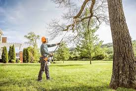 Best Stump Grinding and Removal  in Minneota, MN