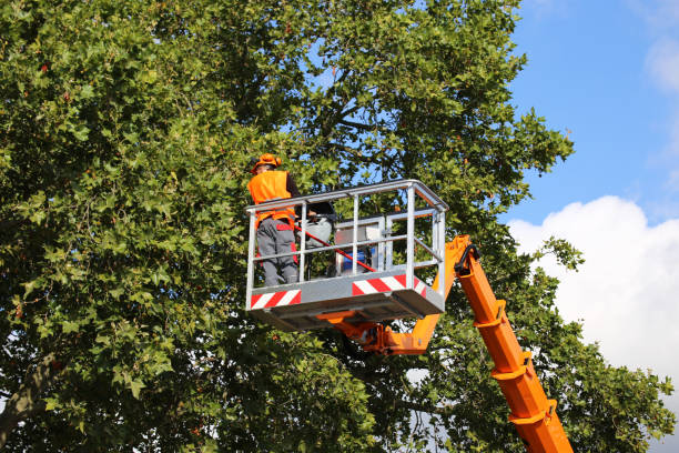Seasonal Cleanup (Spring/Fall) in Minneota, MN