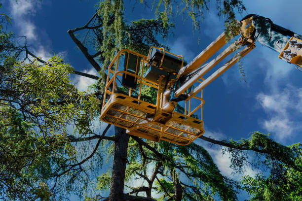 Professional Tree Removal in Minneota, MN