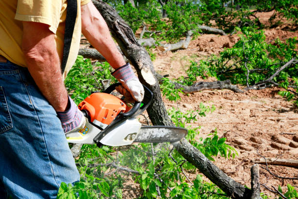 How Our Tree Care Process Works  in  Minneota, MN